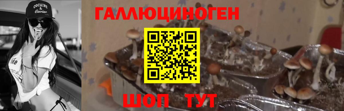 Галлюциногенные грибы прущие грибы Ртищево